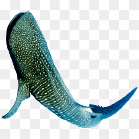 Whale Shark Png, Transparent Png - whale png