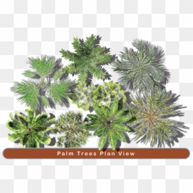 Palm Trees In Plan View, HD Png Download - garden png