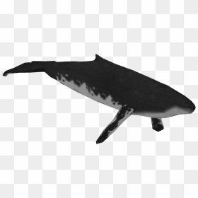 Humpback Whale, HD Png Download - whale png