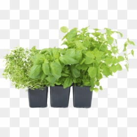 Herbs Pot Png, Transparent Png - garden png