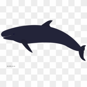 Whales, HD Png Download - whale png