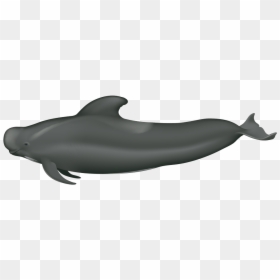 Long Finned Short Finned Pilot Whale, HD Png Download - whale png