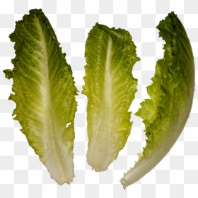 Romaine Lettuce, HD Png Download - salad png