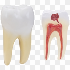 Tooth On A Transparent Background, HD Png Download - tooth png