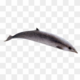 Sowerby's Beaked Whale, HD Png Download - whale png