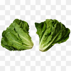 Head Of Romaine Lettuce, HD Png Download - salad png