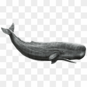 Sperm Whale No Background, HD Png Download - whale png