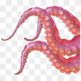 Pink Tentacle, HD Png Download - octopus png