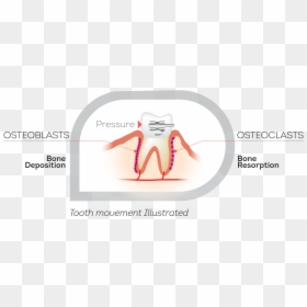 Illustration, HD Png Download - tooth png