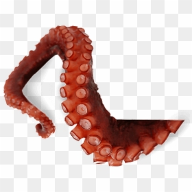 Octopus Tentacles, HD Png Download - octopus png