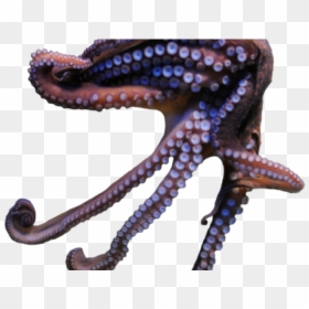 Octopus, HD Png Download - octopus png
