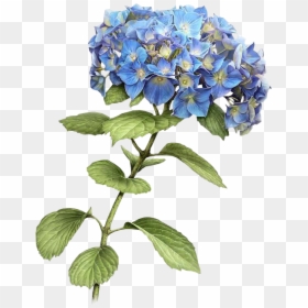 Botanical Blue Flower Illustration, HD Png Download - vintage png