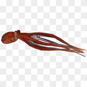 Giant Pacific Octopus Png, Transparent Png - octopus png