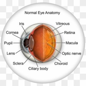 Normal Anatomy Of Eye, HD Png Download - eyeball png