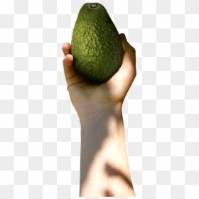 Avocado With Hand Png, Transparent Png - avocado png