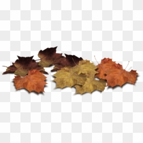 Pile Of Leaves Png, Transparent Png - fall png