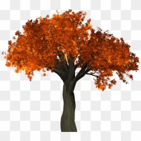 Autumn Tree Transparent Background, HD Png Download - fall png