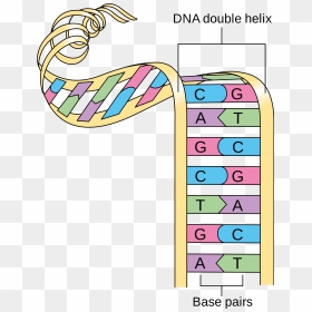 Struttura A Doppia Elica Dna, HD Png Download - dna helix png