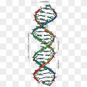 Deoxyribose Sugar Double Helix, HD Png Download - dna helix png