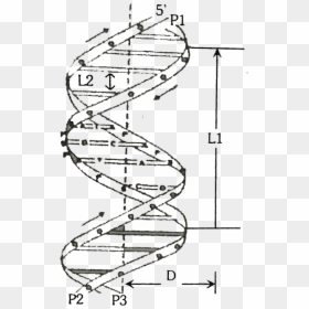 Crick Model Of Dna, HD Png Download - dna helix png