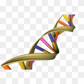 Aged Dna May Activate Genes Differently - Dna Double Helix, HD Png Download - dna helix png