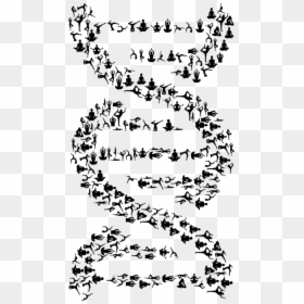 Art,symmetry,monochrome Photography - Dna Helix Black White, HD Png Download - dna helix png