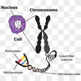 Chromosomes Meaning In Hindi, HD Png Download - dna helix png