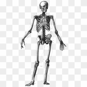 Great Free Bones Skeleton Cliparts, Download Free Clip - Number Of Bones In Human Body 208, HD Png Download - skelton png