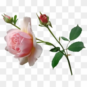 Rose, Pink, Stem, Fragrant, Perfume, Garden, Nature - Rose With Stem Photography, HD Png Download - long stem rose png