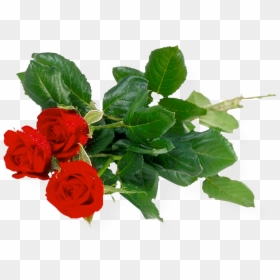 Flower Bunch Without Background, HD Png Download - long stem rose png