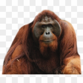 Orangutan Png, Transparent Png - orangutan png