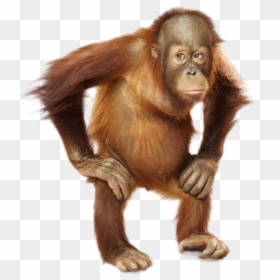 Orangutan Png, Transparent Png - orangutan png