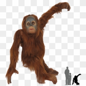 Orangutan Png - Sumatran Orangutan Png, Transparent Png - orangutan png