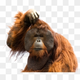 Orangutans Transparent, HD Png Download - orangutan png