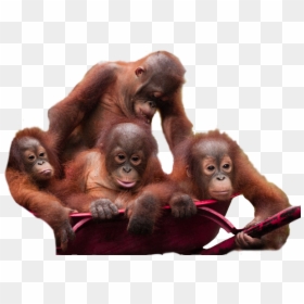 Orangutan Download Png Image, Transparent Png - orangutan png