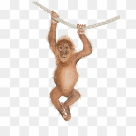 Orangutan Png Clipart - Cute Orangutan Baby Orangutan Cartoon Orangutan, Transparent Png - orangutan png
