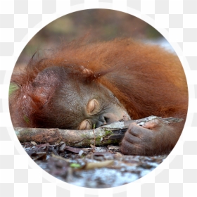 Palm Oil Deforestation - Orangutan, HD Png Download - orangutan png