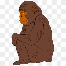 Transparent Orangutan Clipart - Transparent Chimpanzee Clipart, HD Png Download - orangutan png