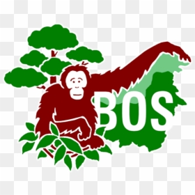 Borneo Orangutan Survival Foundation, HD Png Download - orangutan png