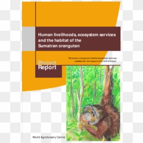 Orangutan, HD Png Download - orangutan png