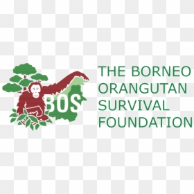 Logo-widget - Borneo Orangutan Survival Foundation, HD Png Download - orangutan png