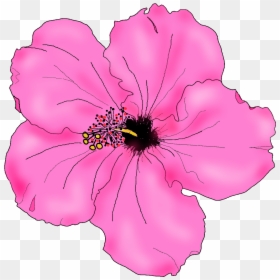 Flowers For Simple Hibiscus Flower Drawing - Hibiscus Flower Drawing Png, Transparent Png - flowers drawing png