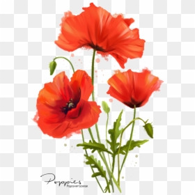 Poppy Flowers Drawing - Poppy Flower Png, Transparent Png - flowers drawing png