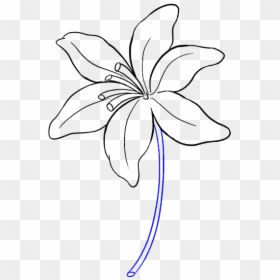 Easy Drawing Guides - Simple Dogwood Flower Drawing, HD Png Download - vhv