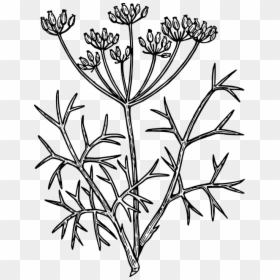 Flower Line Drawing 26, Buy Clip Art - Habit Sketch Of Fennel, HD Png Download - flowers drawing png
