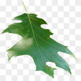 Quercus Rubra Leaf - Oak, HD Png Download - leaf.png