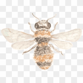 Hb Beeicon, HD Png Download - bee icon png