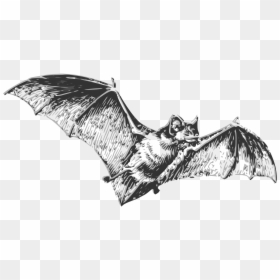 Bat Black And White, HD Png Download - bat wing png