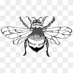 Bumble Bee Graphic Art Icon Design Illustration Vector - House Fly, HD Png Download - bee icon png