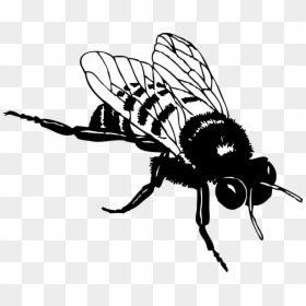 Free Bumble Download Clip - Realistic Bee Clipart Black And White, HD Png Download - bee icon png